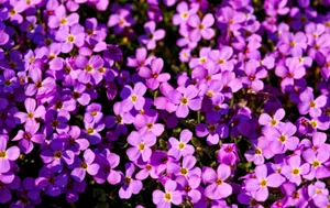 Aubrieta Plant Purple Flowers Field Wallpaper