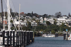 Auckland Marina Hillside Homes Wallpaper