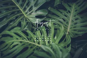 August Monstera Leaves Calendar Desktop Wallpaper Wallpaper