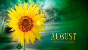 August Sunflower Warmth Aesthetic Wallpaper