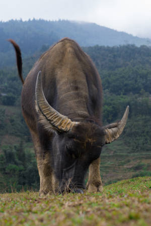 Australian Buffalo Ox Wallpaper