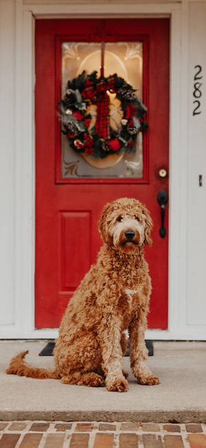 Australian Christmas Dog Wallpaper