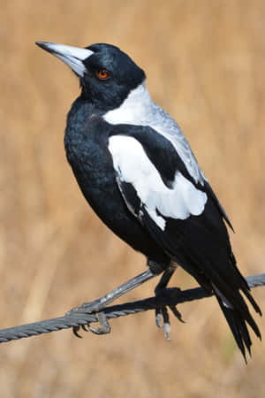 Australian Magpie Perchedon Wire Wallpaper