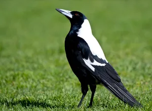 Australian Magpieon Grass Wallpaper