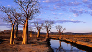 Australian Outback Drought Wallpaper