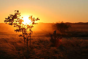 Australian Outback Shrub Land Wallpaper