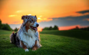 Australian Shepherd Sunset Glow Wallpaper