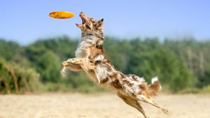 Australian Shepherd Ultimate Frisbee Wallpaper