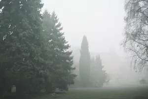 Authentic Foggy Forest Wallpaper