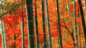 Autumn_ Bamboo_ Forest_ Glow Wallpaper