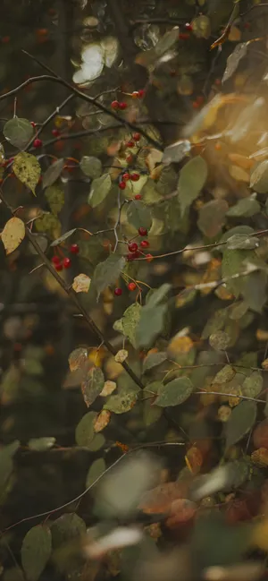 Autumn Berries Close Up Wallpaper