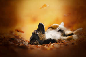 Autumn_ Bliss_ Dog_ Rolling_ In_ Leaves.jpg Wallpaper