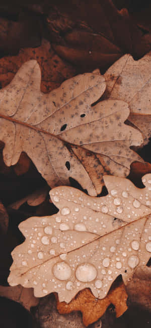 Autumn Brown Leaves In The Forest Wallpaper