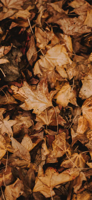 Autumn Brown Leaves On A Branch Wallpaper