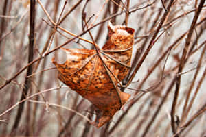 Autumn Brown Leaves On Ground Wallpaper