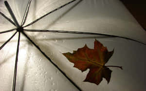 Autumn Brown Leaves On Ground Wallpaper