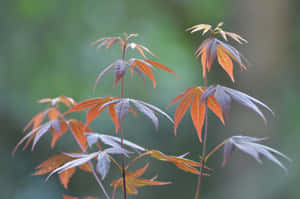 Autumn Brown Leaves On The Ground Wallpaper