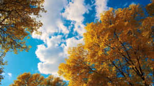 Autumn Canopy Against Blue Sky.jpg Wallpaper