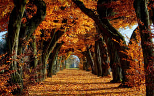 Autumn Canopy Walkway Wallpaper