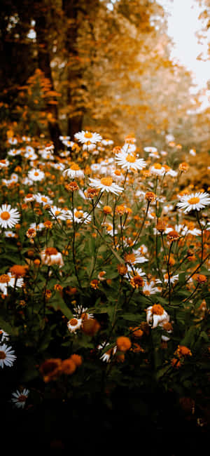 Autumn Daisy Field Shot Wallpaper