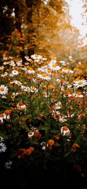 Autumn Daisy Field Shot Wallpaper