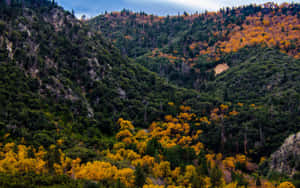 Autumn_ Foliage_in_ San_ Bernardino_ Mountains Wallpaper