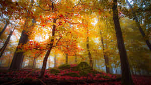 Autumn Forest Glow4 K Wallpaper