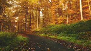 Autumn Forest Path H D Desktop Wallpaper