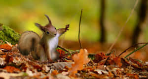 Autumn Forest Red Squirrel Wallpaper