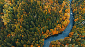 Autumn Forest River Aerial View Wallpaper