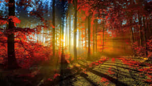 Autumn Forest With Sunlight Shining Through The Trees Wallpaper