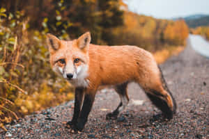 Autumn Fox On The Road Wallpaper