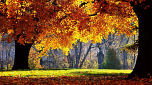 Autumn Glow Park Scene Wallpaper