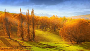 Autumn Glow Rolling Hills Wallpaper