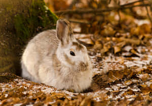 Autumn Hare Resting Under Tree.jpg Wallpaper