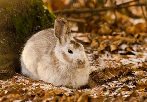 Autumn Hare Resting Under Tree.jpg Wallpaper