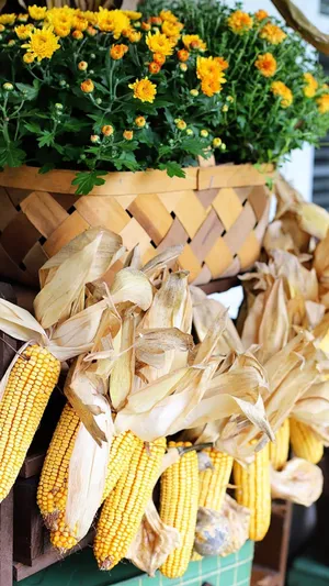 Autumn Harvest Cornand Marigolds Wallpaper