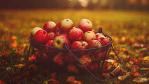 Autumn Harvest Delights Wallpaper