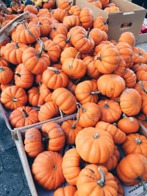 Autumn Harvest Pumpkin Patch.jpg Wallpaper