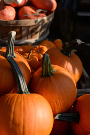 Autumn Harvest Pumpkins Wallpaper