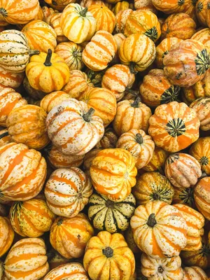 Autumn Harvest Pumpkins Wallpaper