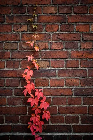 Autumn Ivyon Brick Wall Wallpaper