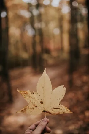 Autumn Leaf In Hand.jpg Wallpaper