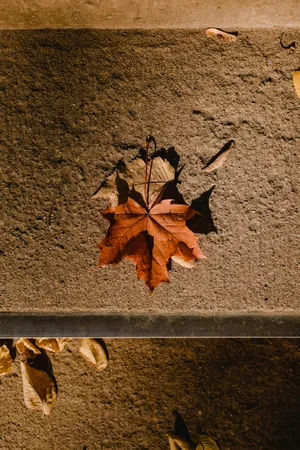 Autumn Leaf On Concrete Wallpaper