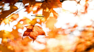 Autumn Leaf Sunlight Glow Wallpaper