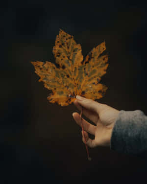 Autumn Leafin Hand.jpg Wallpaper