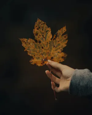 Autumn Leafin Hand.jpg Wallpaper