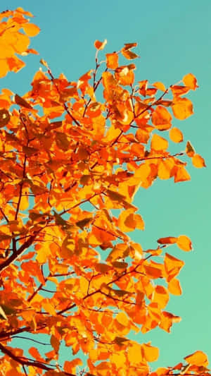 Autumn Leaves Against Blue Sky Wallpaper