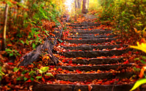 Autumn Leaves Blanketing A Forest Floor Wallpaper