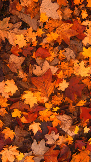 Autumn Leaves Blanketing The Forest Floor Wallpaper